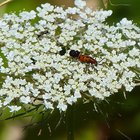 Roter Käfer mit schwarzen Punkten