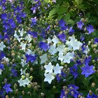 Blaue und weiße Blüten