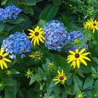 Gelbe Sonnenhüte zwischen blauen Hortensien