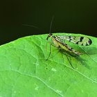 Skorpionsfliege auf grünem Blatt