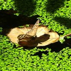 Waldbrettspiel auf braunem Blatt zwischen Wasserstern