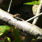 Große Sumpfschwebfliege (Helophilus trivittatus) auf Totholz