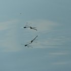 Fliegende Azurjungfern bei der Paarung