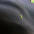 Kleine grüne Spinne auf Hose