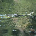 Ringelnatter schwimmt im Wasser
