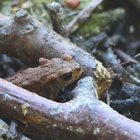 Kleine Erdkröte im Unterholz