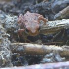Kleine Erdkröte im Unterholz