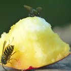 Fliege und Wespe auf Apfel