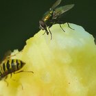 Fliege und Wespe auf Apfel