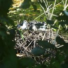 Junge Blesshühner im Nest