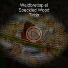 Waldbrettspiel / Speckled Wood / Tircis