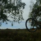 Fahrrad neben Baum