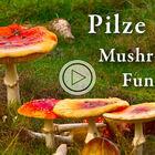 Pilze / Mushrooms / Fungi