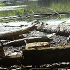 Niedrigwasser - Totholz im Trockenen