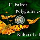 C-Falter / Polygonia c-album / Robert-le-Diable