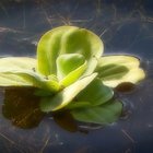 Grüne Blätter im Wasser