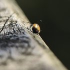Käfer auf Balken