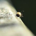 Käfer auf Balken