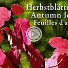 Herbstblätter / Autumn leaves / Feuilles d'automne