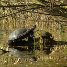 Zwei Schildkröten auf Totholz