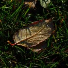 Nasses Herbstblatt im Gras