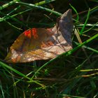 Nasses Herbstblatt im Gras