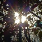 Sonne hinter Zweigen