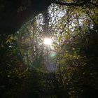 Sonne hinter Zweigen