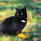 Schwarze Katze im Herbstlaub