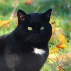 Schwarze Katze im Herbstlaub