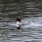 Gänsesäger (Weibchen) schwimmt auf dem Wasser