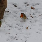 Rotkehlchen im Schnee