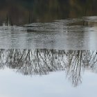 Bäume spiegeln sich im Wasser, dahinter Eis