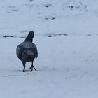 Taube im Schnee