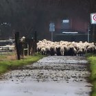 Schafe von Hinten