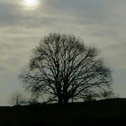 Sonne hinter Baum