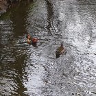 Mandarinentenpärchen schwimmt auf dem Wasser