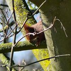 Eichhörnchen hinter Baumstamm