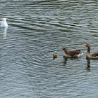 Graugansfamilie und Möwe schwimmt auf dem Wasser