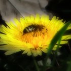 Biene an Löwenzahn