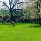 Pferde zwischen blühenden Bäumen