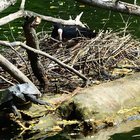 Schildkröte auf Baumstamm neben Blesshuhnnest im Wasser