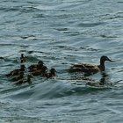 Ente und Küken schwimmen auf dem Wasser