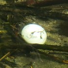 Ei im Wasser