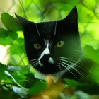 Katze hinter Blättern