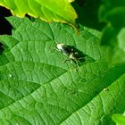 Rüsselkäfer auf grünem Blatt
