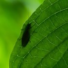 Schlammfliegen hinter grünem Blatt