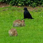 Der Rabe und die zwei Kaninchen