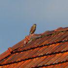 Falke auf Dachfirst