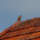 Falke auf Dachfirst